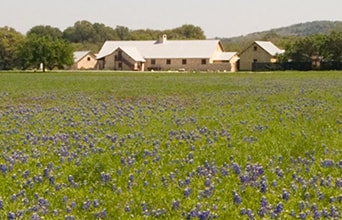 The Lodge on San Julian Creek Bluebonnets